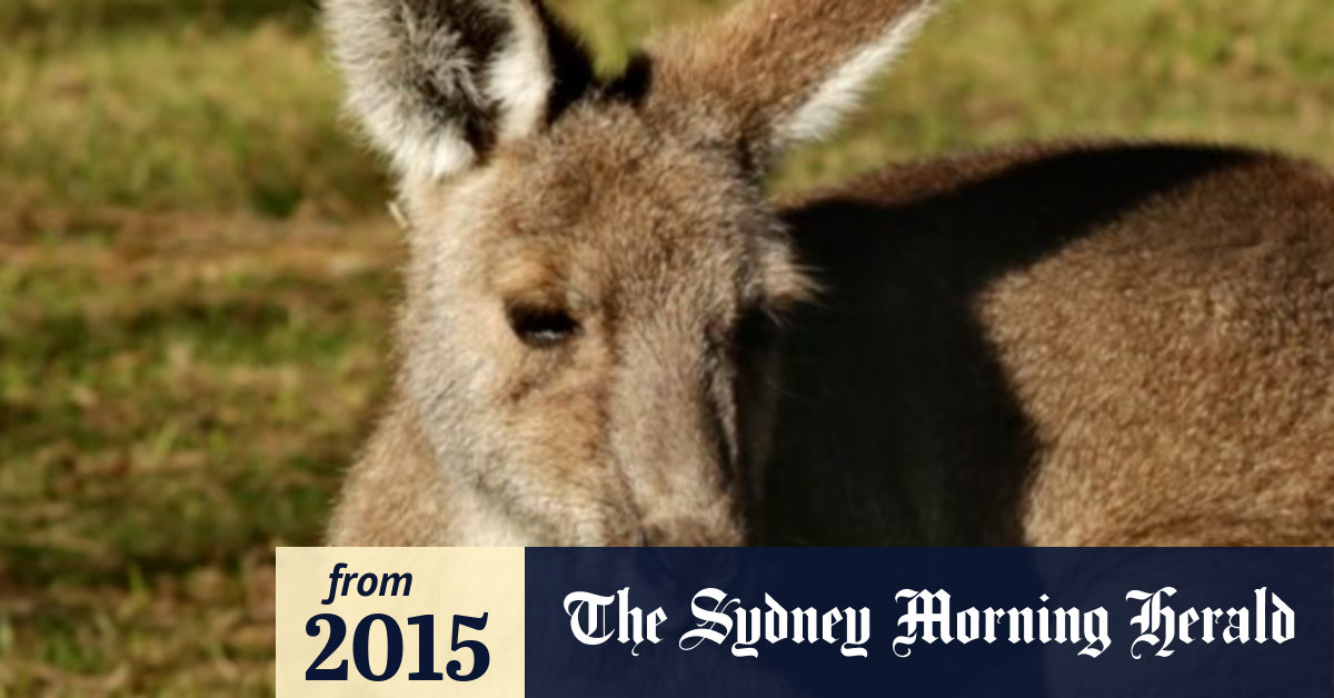 California keeps ban on importing kangaroo products despite Australian